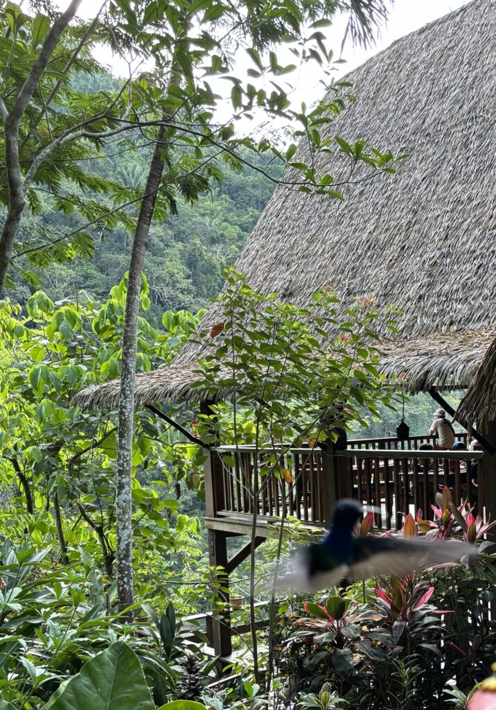 A lush tropical setting featuring a wooden structure with a thatched roof, surrounded by vibrant greenery and flowers, indicative of the eco-lodge experience in Belize.