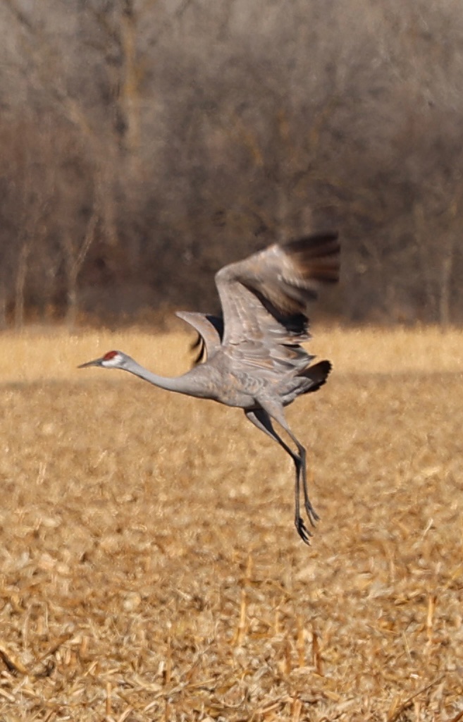 A 2-Day itinerary to see the Nebraska Sandhill Crane Migration